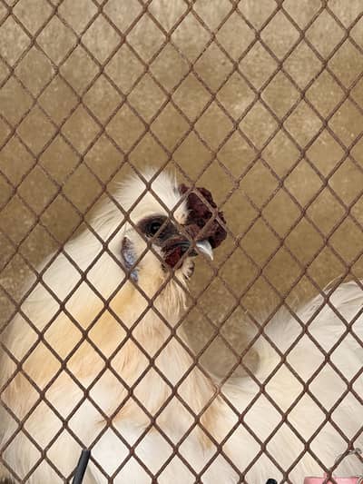Silkie male urgent sale