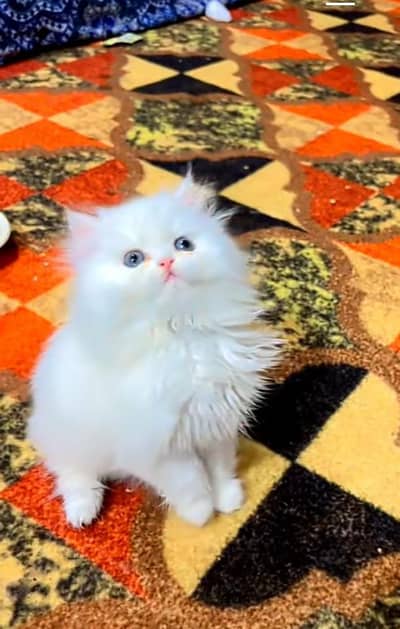 Persian cat triple kot,for sale,my WhatsApp 03476578922