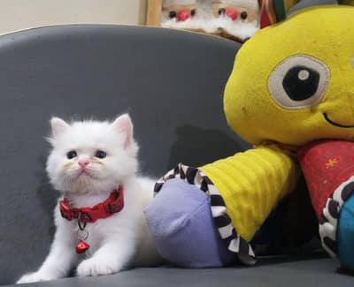 Pure Persian Semi Punch Face Kitten/Cat Each Kitten/Cat Demand Mention