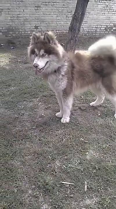 Alaskan Malamute for stud service