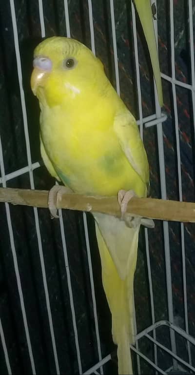 Yellow Lutino Budgie  Healthy & Active