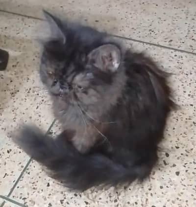 piki face female cat triple cot