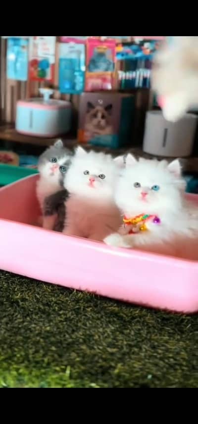 Quality Persian Punch face cat & kitten is03194866952Whatsapp