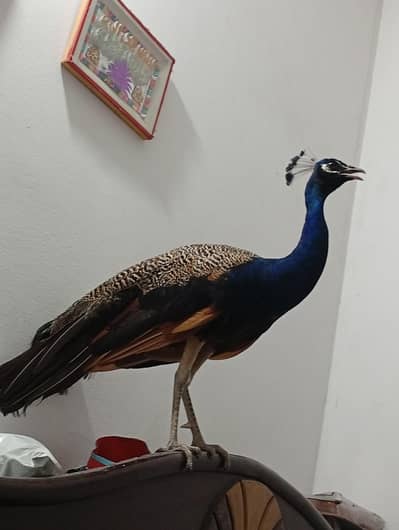 peacock