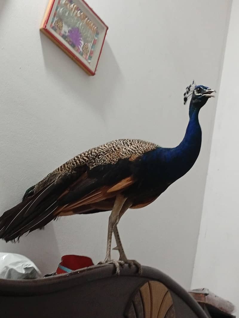 peacock 1