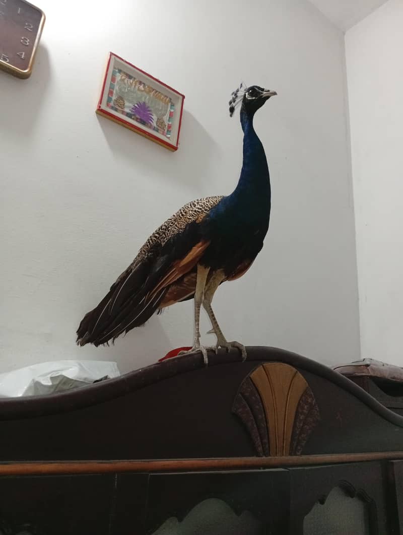 peacock 2