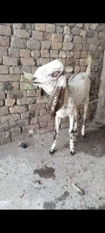 MashAllah Makhichena khera bakra