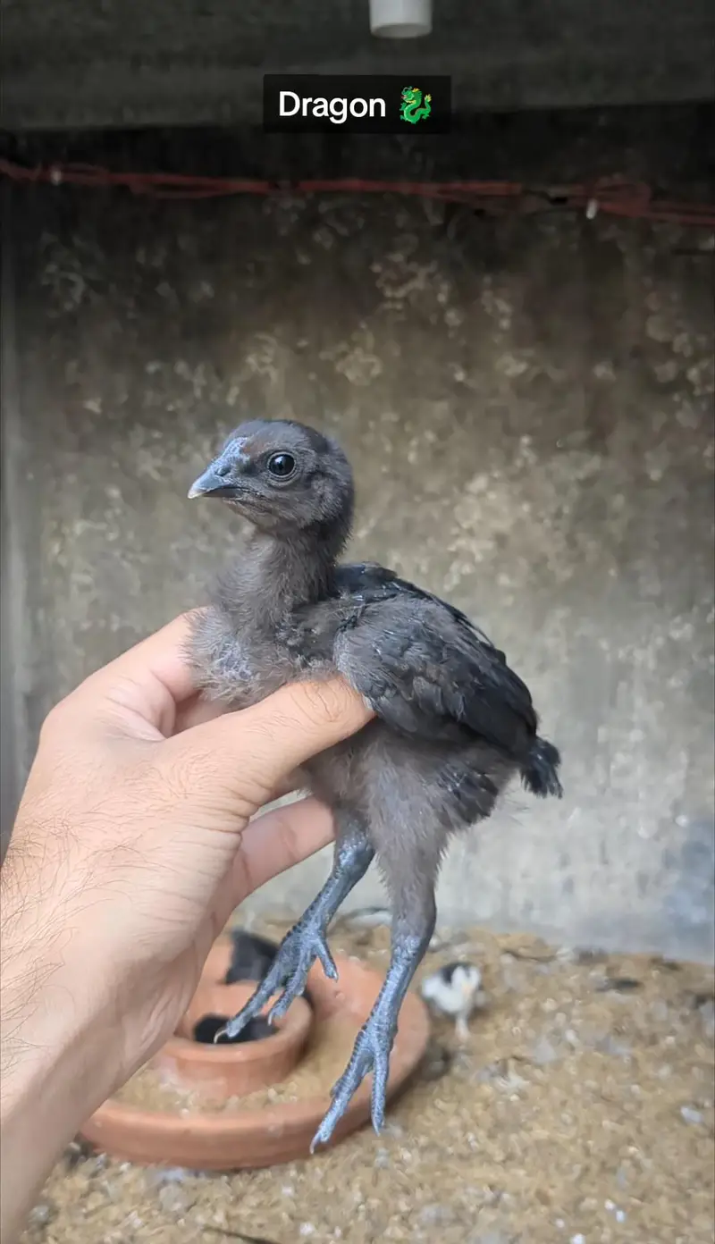 Dragon Chicks Available — photo 11