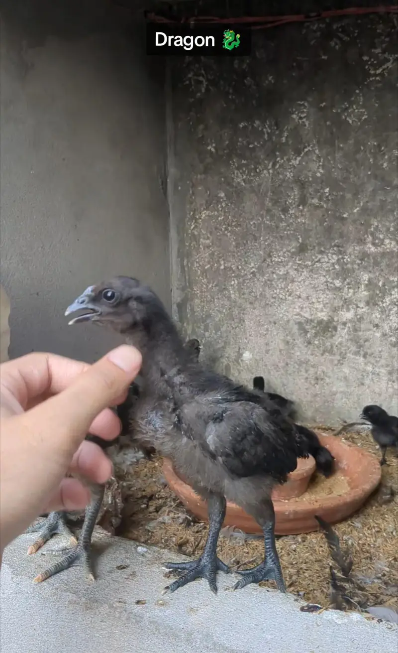 Dragon Chicks Available — photo 12