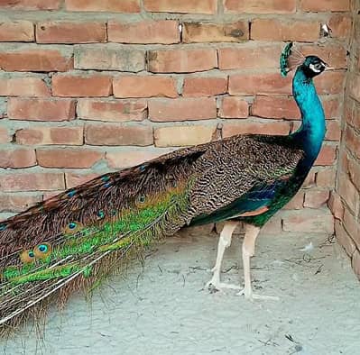 Indian Blue Peacock Male – For Sale