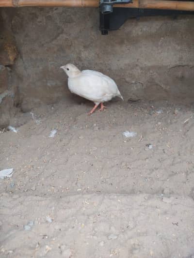 white tetar jora
