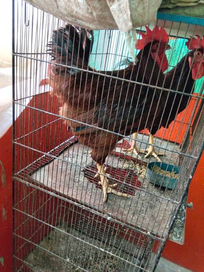 RiR Male For Sale