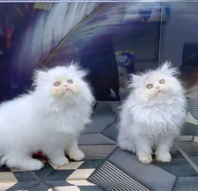Persian cat triple kot,for sale,my WhatsApp 03476578922