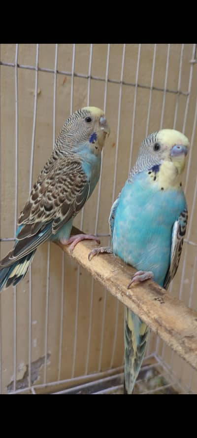 parrot