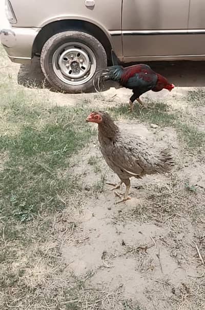 (aseel) seal chicken pair is available for sale