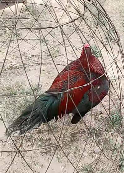 (aseel) seal chicken pair is available for sale.    Desi hens is also