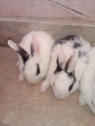 rabbit baby's for sale 03224186572