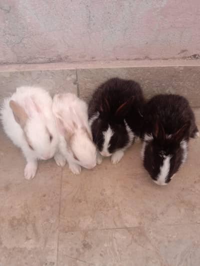 rabbit baby's for sale 03224186572