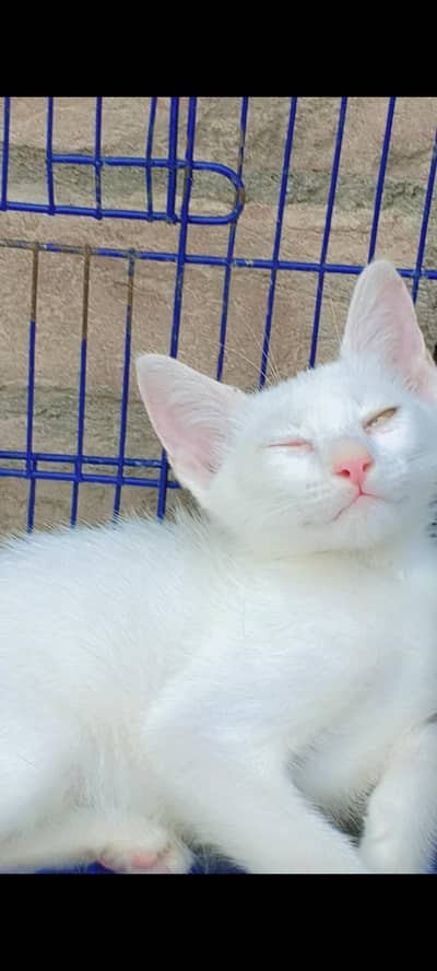 white cat