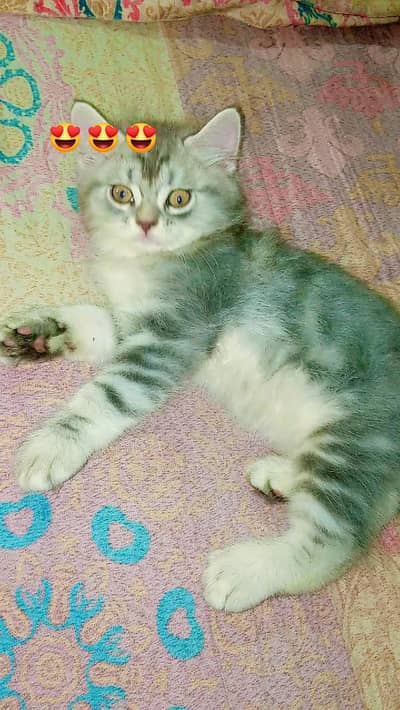 Grey Persian kittens