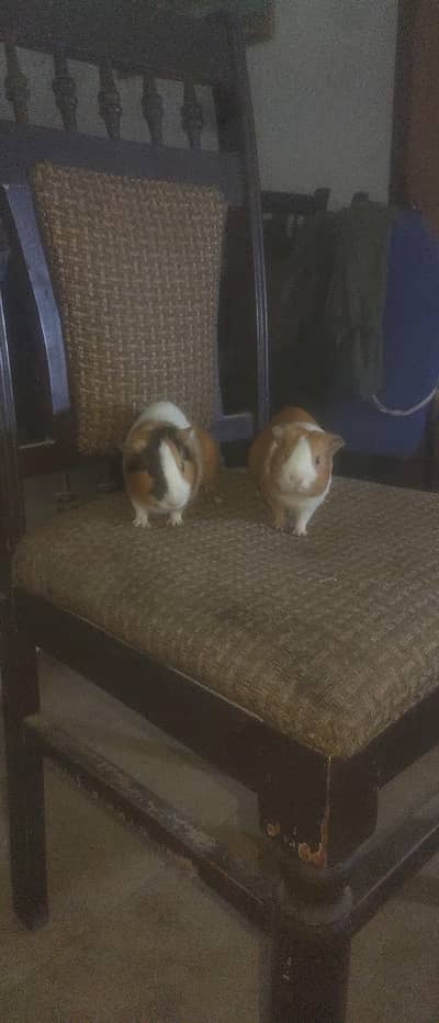 cute hamsters looking for a new home