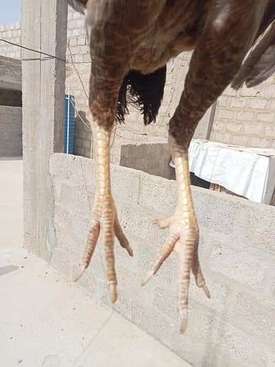 Aseel pair