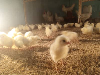 Chicks For Sale Farmy & Boiler Chicks available