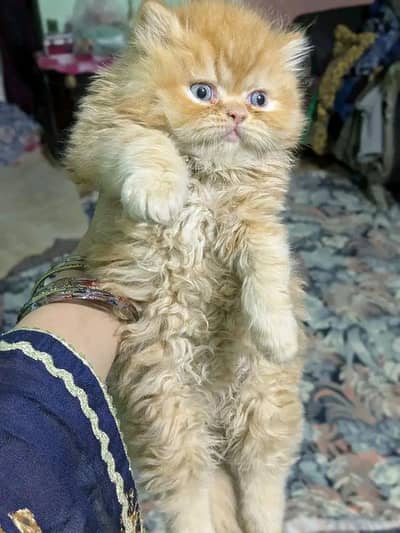 Persian | kittens | Cats | Blue eyes | 3 kot | WA |€√ O348O29O146