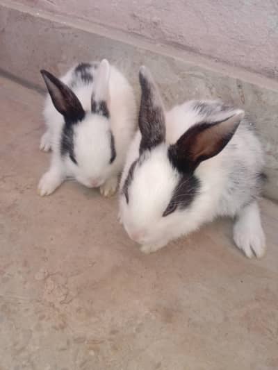 rabbit baby pair for sale 03224186572