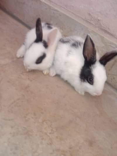 rabbit baby pair for sale 03224186572