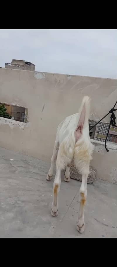 4 months gulabi bakra bakri Jodi
