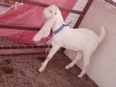 4 months gulabi bakra bakri Jodi