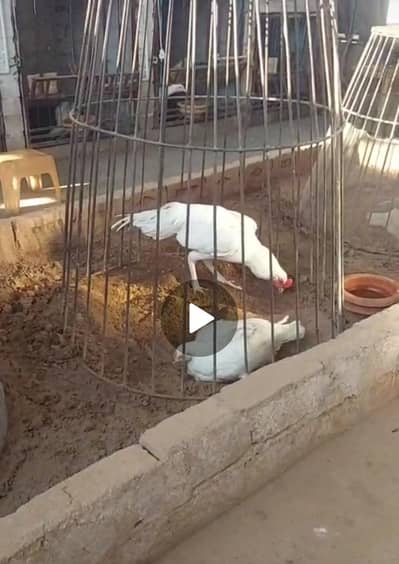 Raw parrot chick Heera chicks available 2.5 month & 4 plus hai