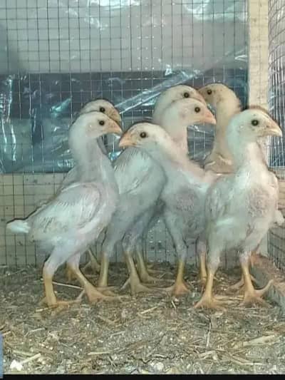 white Shamo | German Shamo | Shamo Chicks | Fertile Shamo eggs