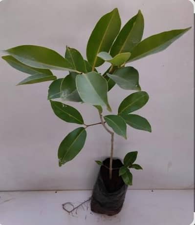 Black Plum plant