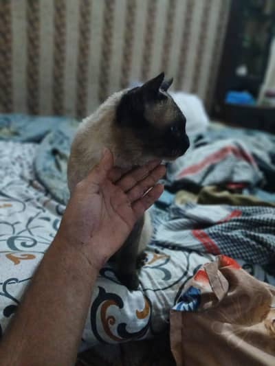 siamese cat for sell