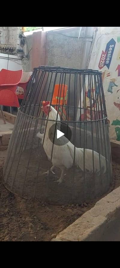 male raw chick Heera aseel chick available 4 months old