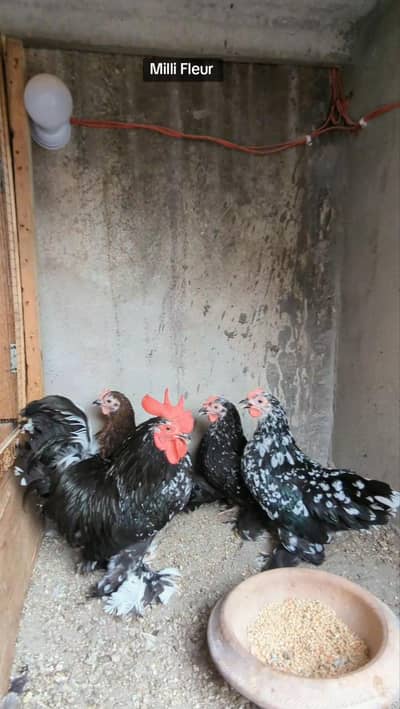 Molted bantam Milli Fleur silkie chicks available