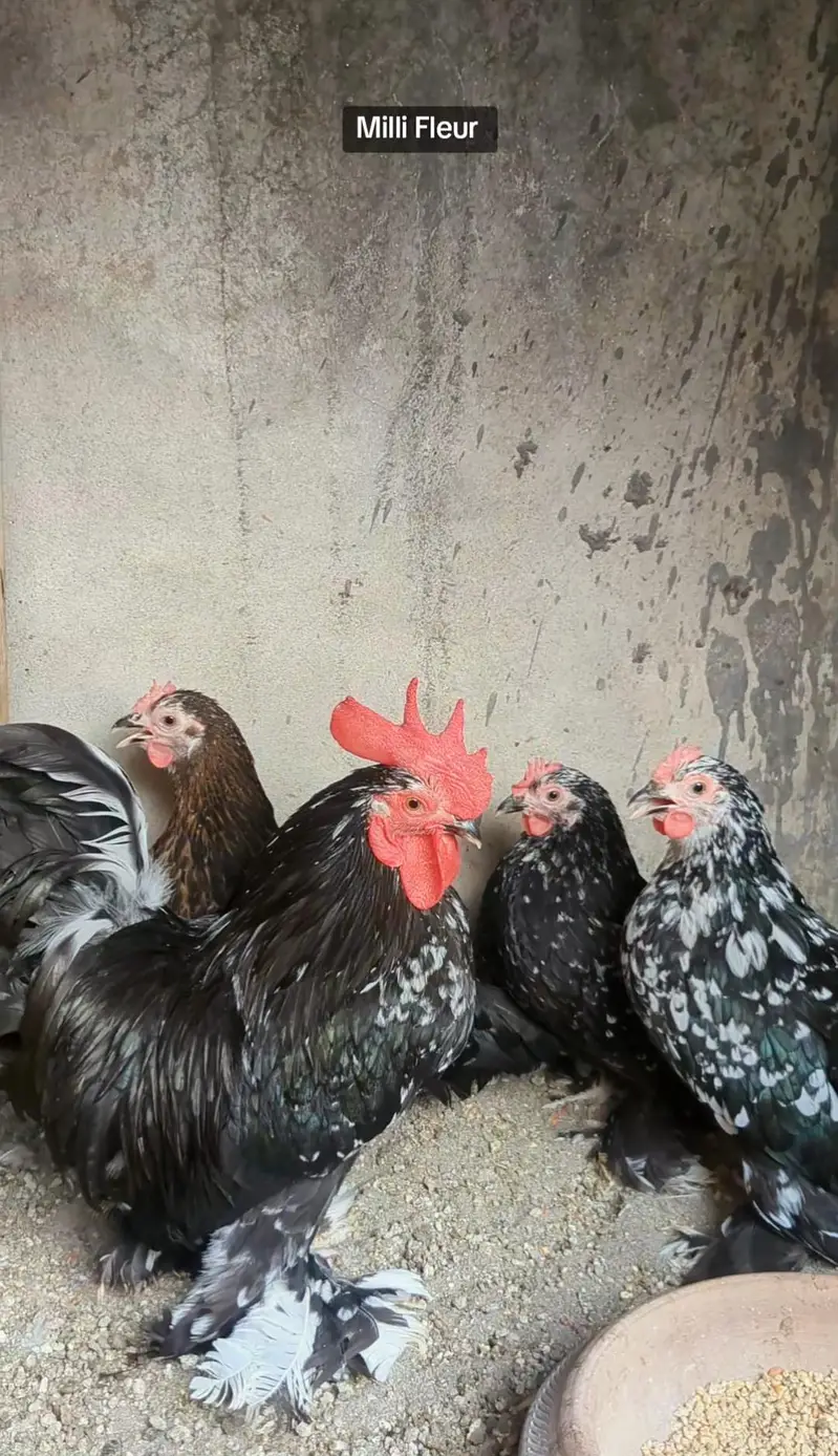 Molted bantam Milli Fleur silkie chicks available — photo 2