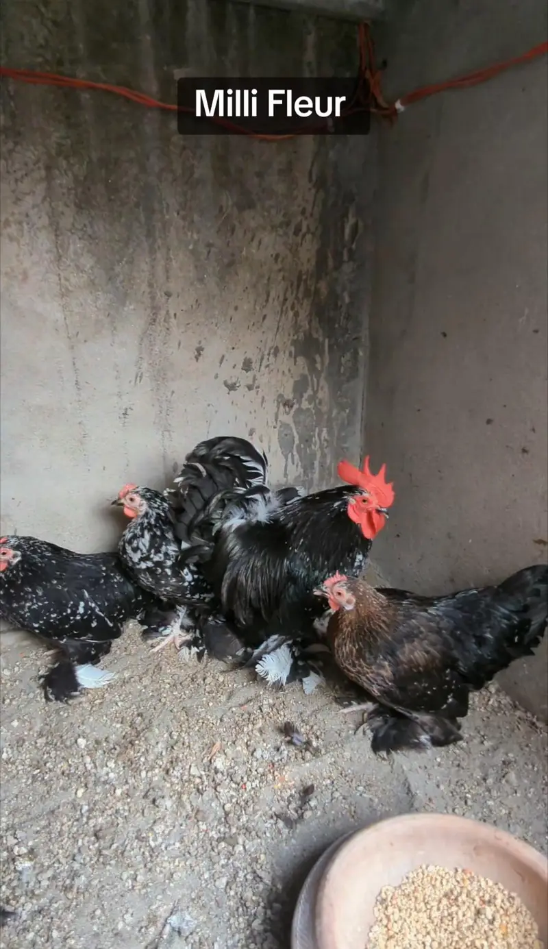 Molted bantam Milli Fleur silkie chicks available — photo 3