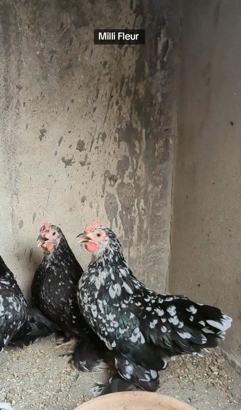 Molted bantam Milli Fleur silkie chicks available — photo 4