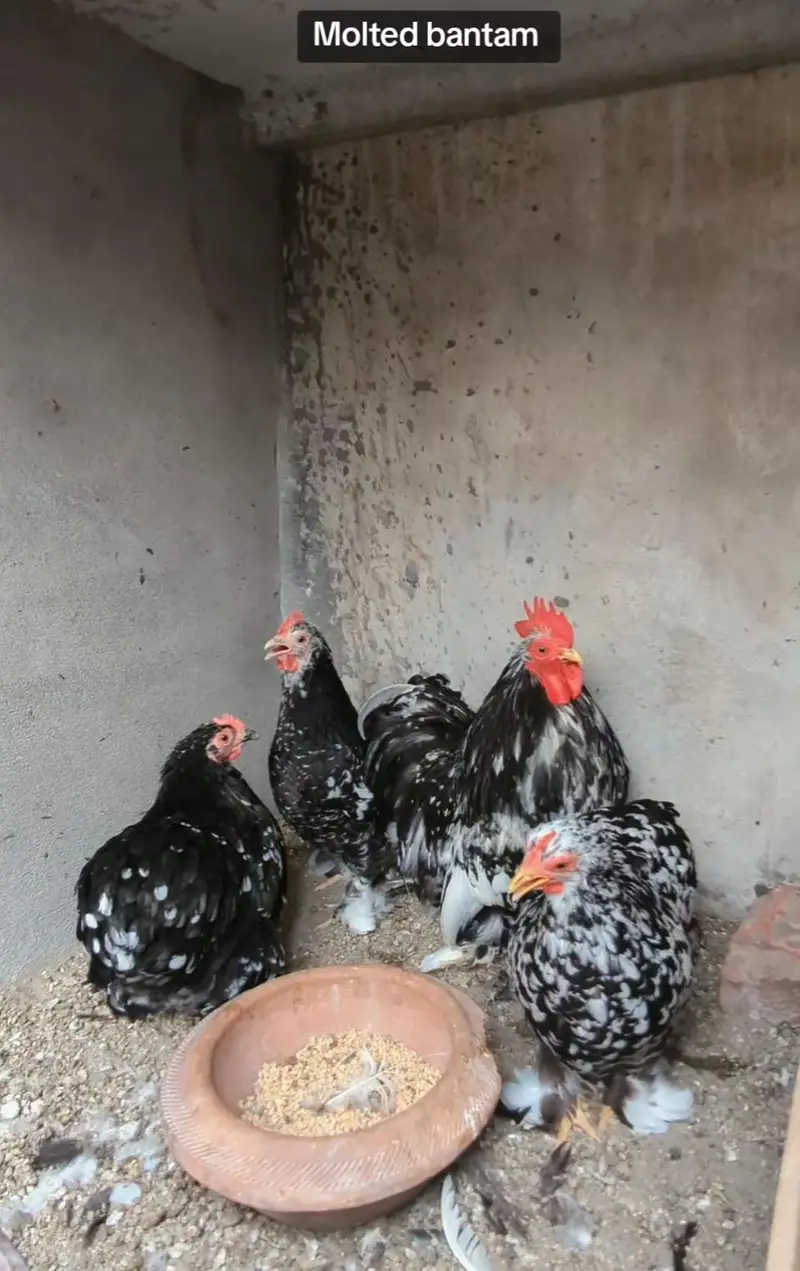 Molted bantam Milli Fleur silkie chicks available — photo 5