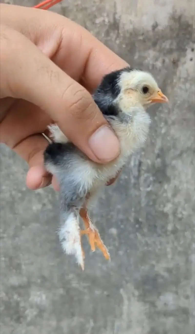 Molted bantam Milli Fleur silkie chicks available — photo 9