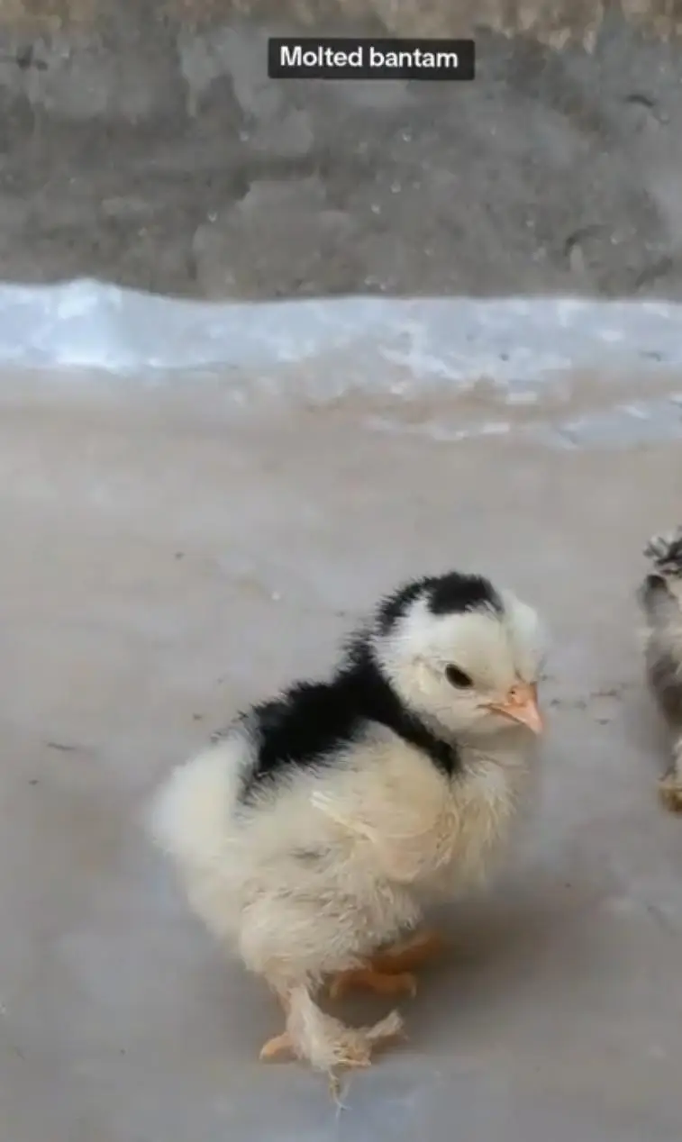 Molted bantam Milli Fleur silkie chicks available — photo 10