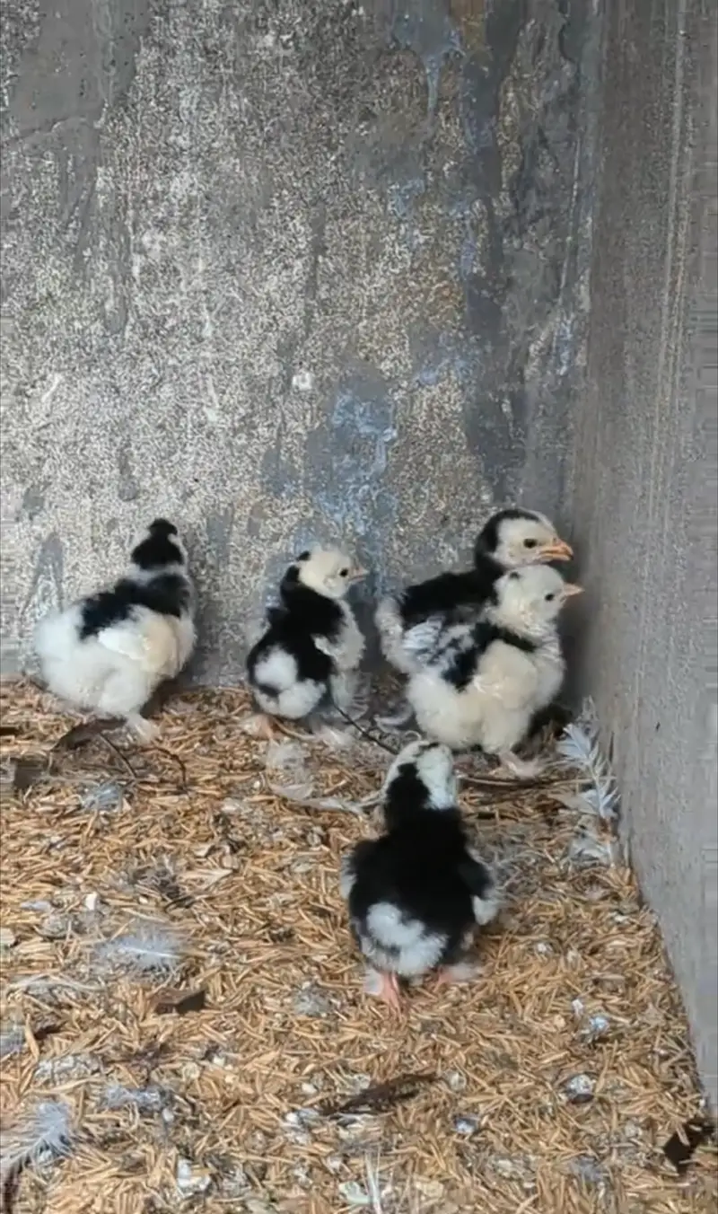 Molted bantam Milli Fleur silkie chicks available — photo 11