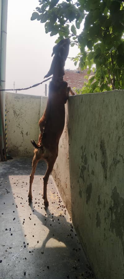 Desi Bakra