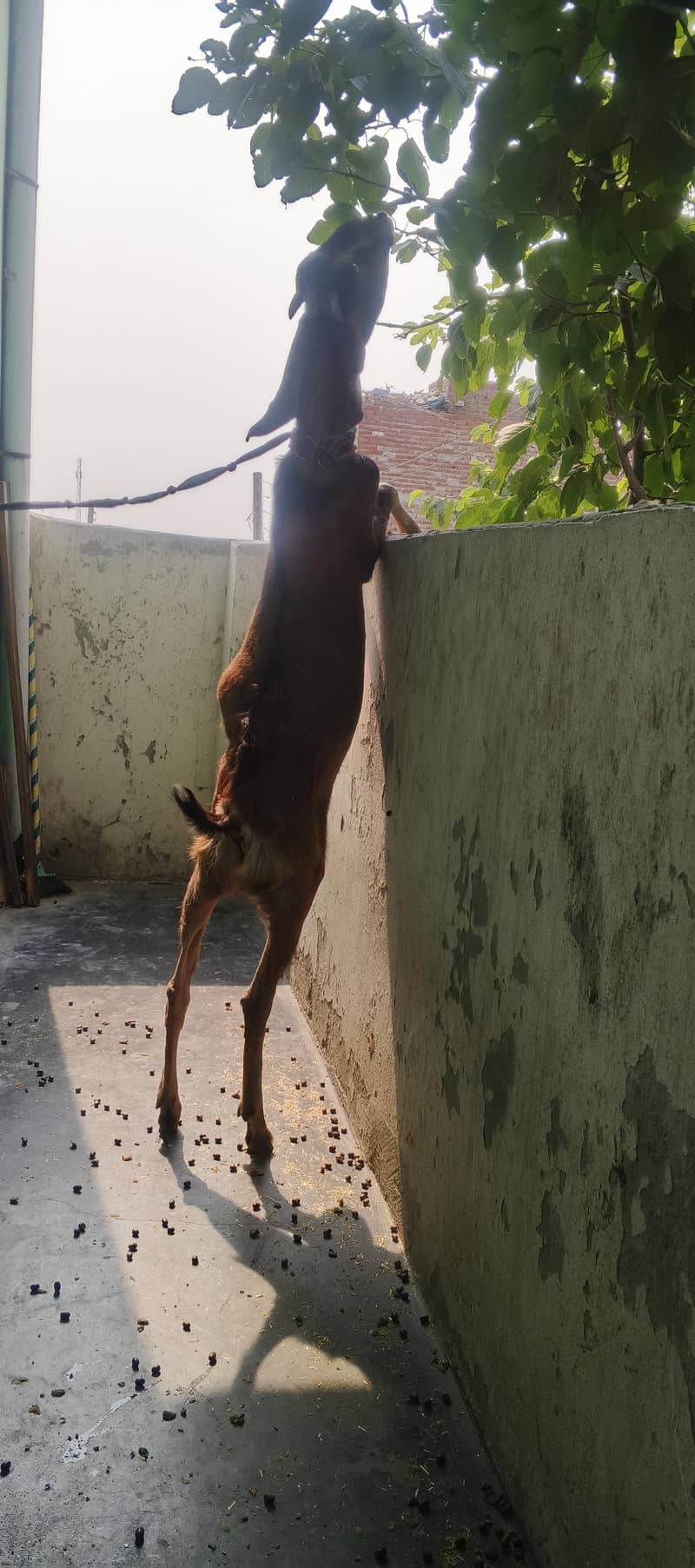 Desi Bakra 0
