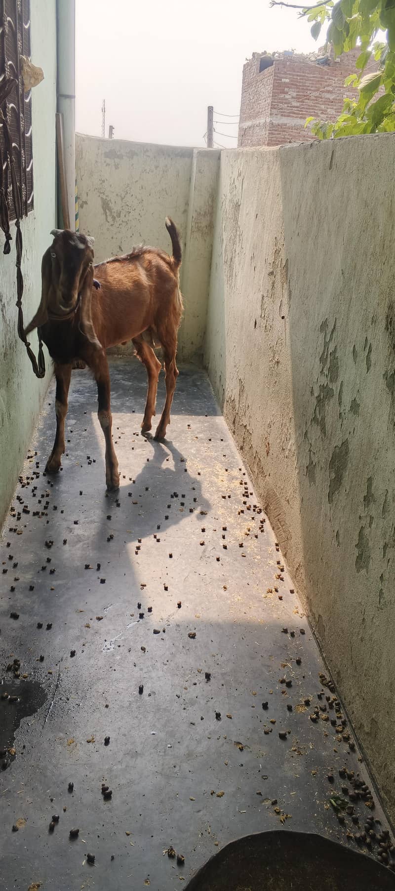 Desi Bakra 4