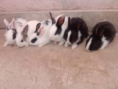 rabbit baby for sale 03224186572