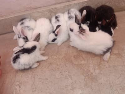 rabbit baby for sale 03224186572